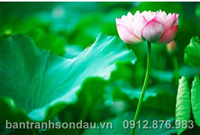 TRANH HOA SEN 015