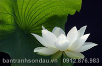 TRANH HOA SEN 041